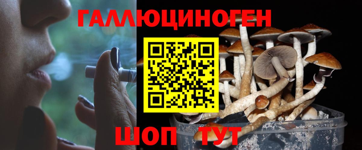 Псилоцибиновые грибы Psilocybe Касимов